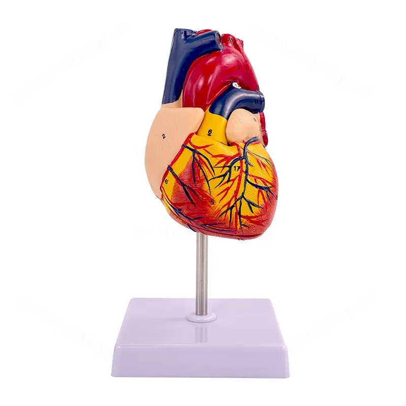 Medical Lab Ultrasound - 1:1 Menselijk Hart Anatomie Model B