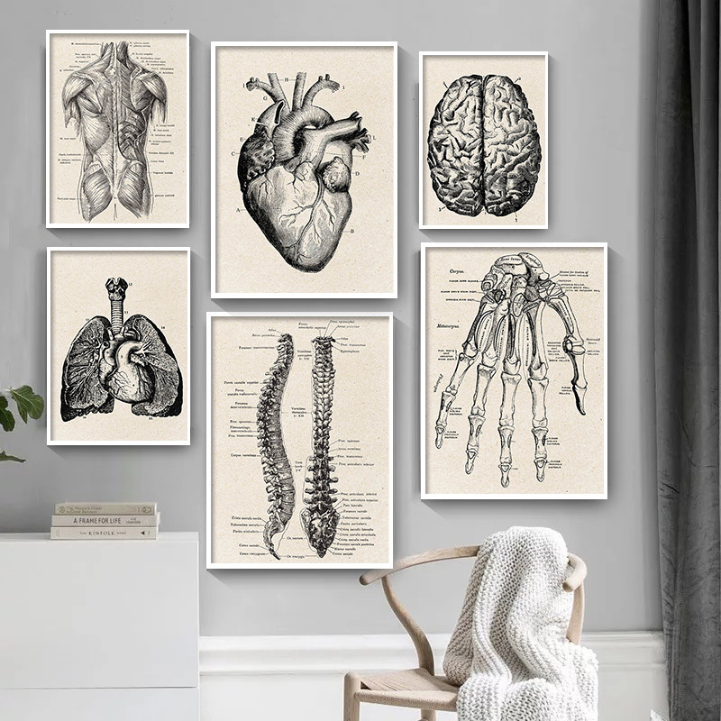 Medical Lab Posters - Medische Anatomie Kunstwerk Canvas Art Poster,