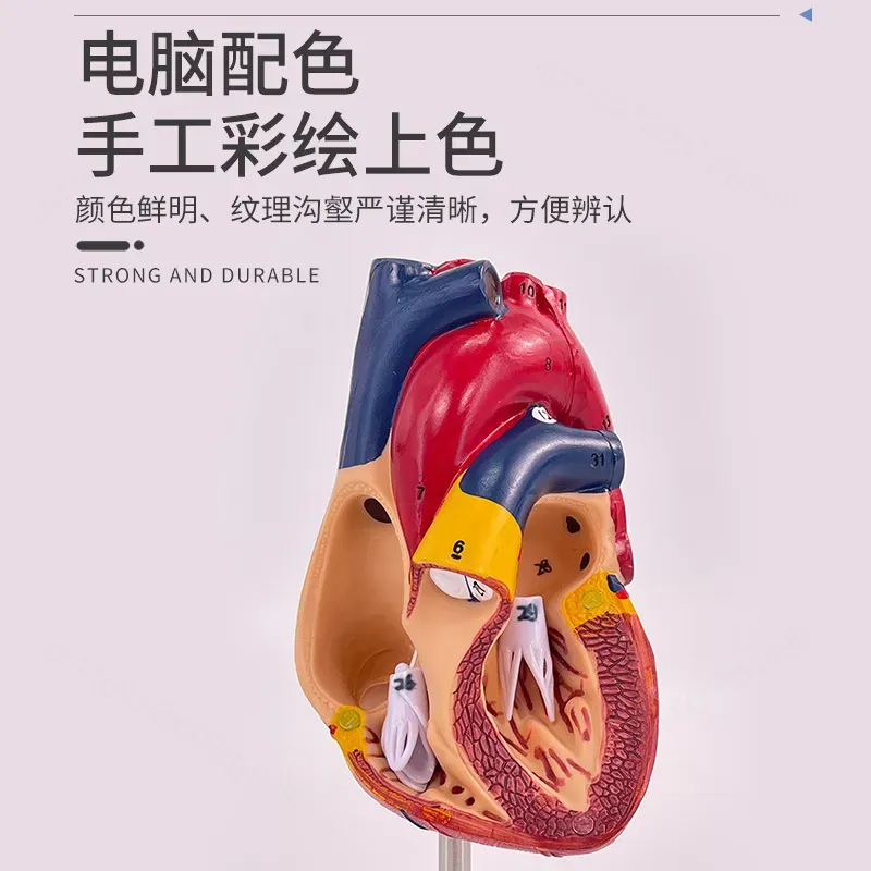 1:1 Menselijk Hart Anatomie Mo - Medical Lab Ultrasound recensie en prijs