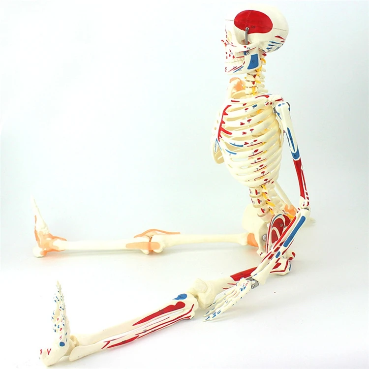 【HOT】Medische onderwijsmodelle - Medical Lab Upgrade recensie en prijs
