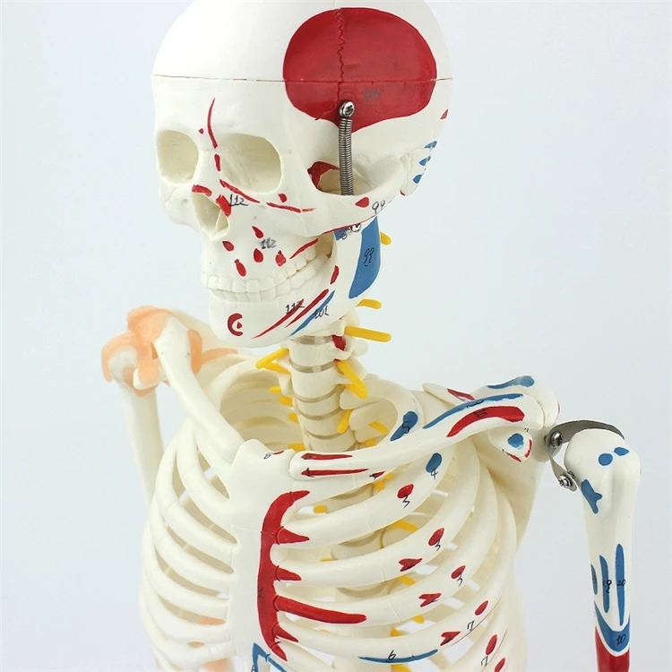 【HOT】Medische onderwijsmodelle - Medical Lab Upgrade recensie en prijs