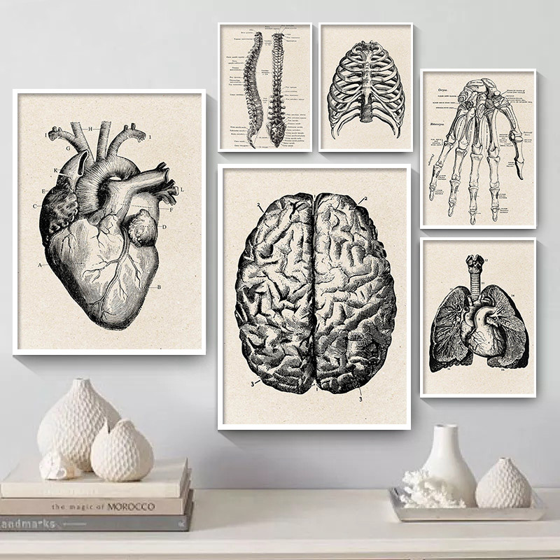 Medische Anatomie Kunstwerk Ca - Medical Lab Posters recensie en prijs